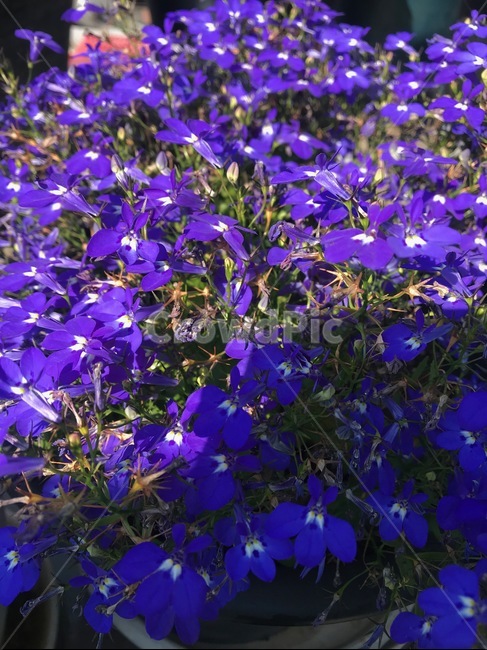 야생화,보라색,보라꽃,그늘,꽃