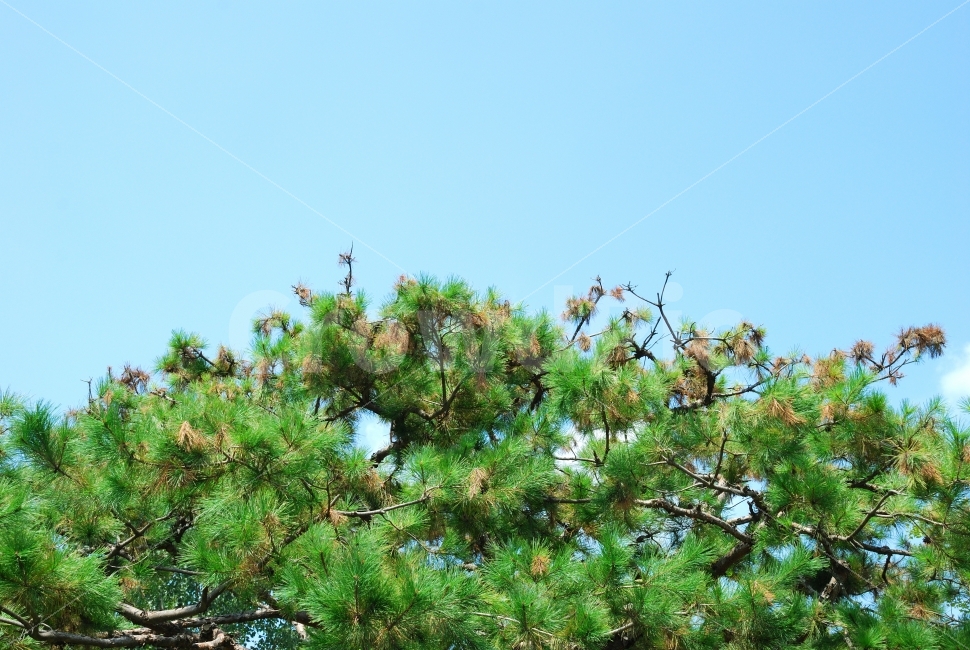 국산,토종,소나무,재선충,재선충병,예방,방재,산림,병해충,총력,의심목,시료,채취,산림환경,연구소,검경,의뢰,공원,가로수,녹지대,방제활동,방제,매개충,발생,경계,임야,지상,연막기,차량,휴대용,보호수,철저,차단,명품,품종,비상,선재,대응,항공예찰,식물,배경,식물,자연,plants,nature