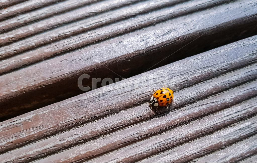 곤충,무당벌레,자연,풍경,동물,동물,animal,곤충,벌레,insect,bug
