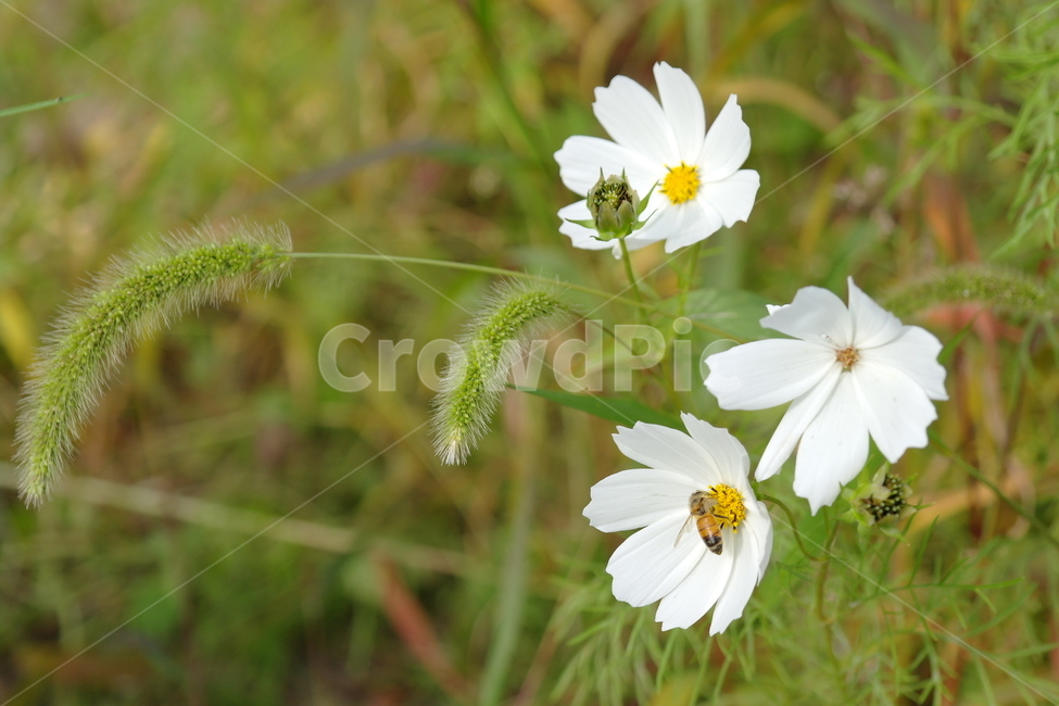 봄,꽃,자연,흰꽃,들,식물,자연,plants,nature,꽃,flower