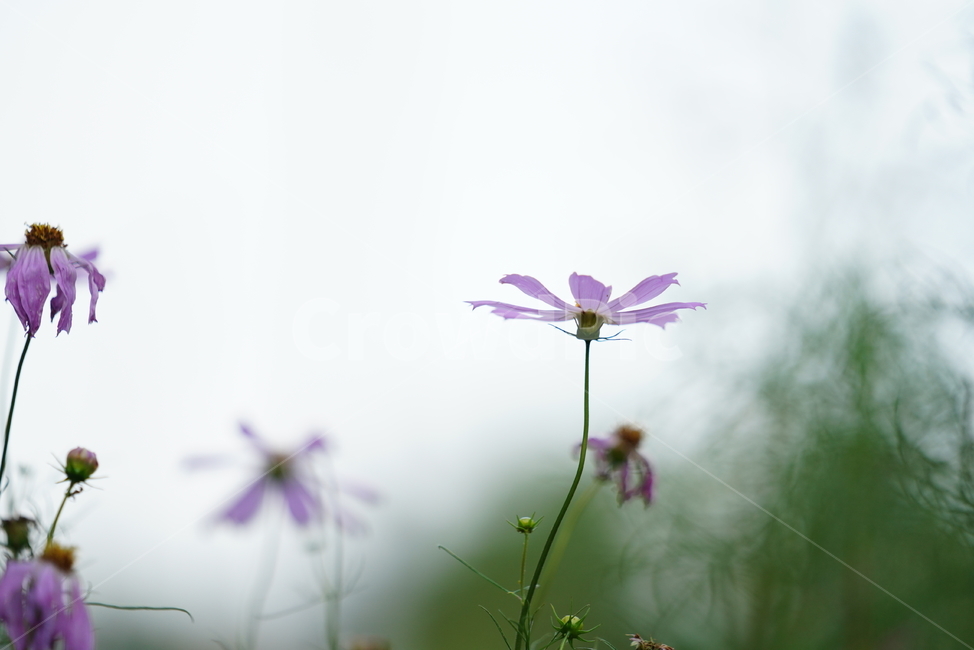 꽃,플라워,코스모스,생물,생명,식물,색감,보라색,plant,가을,계절,fall,autumn,season,식물,자연,plants,nature,꽃,flower