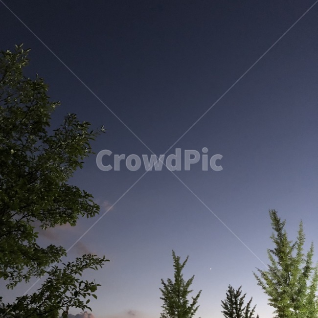 자연,밤풍경,하늘,저녁,sky,skyview,night,nightmood,purplesky,자연,풍경,nature,landscape,야경,밤,nightscape,night,tree,나무,plant,식물,fir,전나무