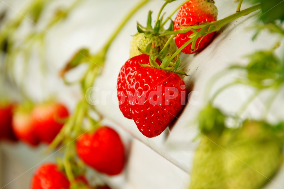 봄,딸기,하우스,비닐하우스,농사,귀농,베리,과일,열매,fruit