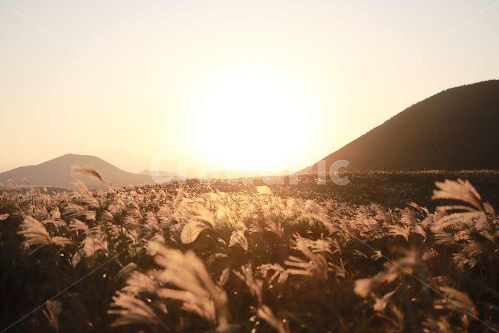 억세,아끈다랑쉬,노을,일몰,오름,가을,제주,억세꽃,풍경,제주풍경,jeju,landscape,노을빛,제주오름,빛,가을,계절,fall,autumn,season,자연,풍경,nature,landscape,flare,플레어,light