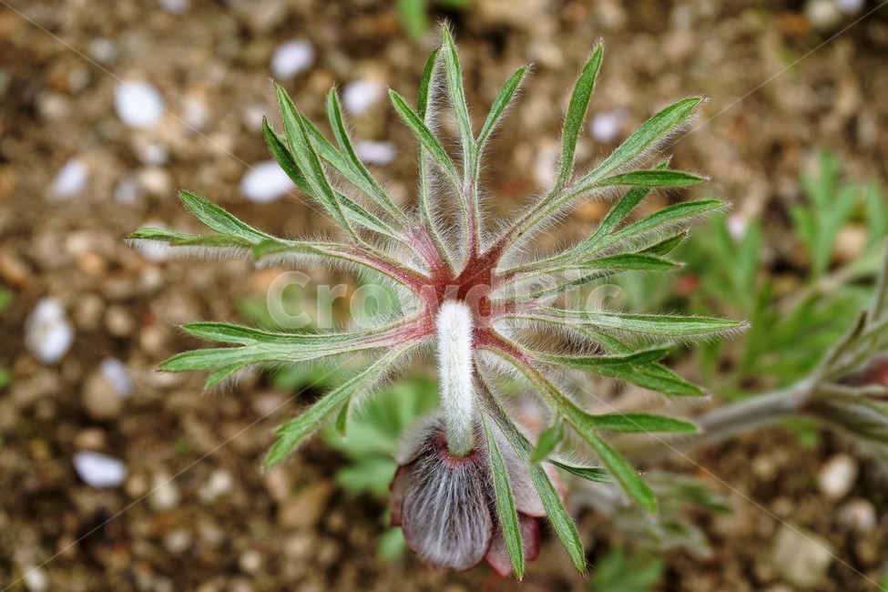 할미꽃,솜털,봄,봄꽃,자연,식물,꽃,plant,암술,수술,Pulsatillakoreana,한국특산,백두옹,독초,강장제,화왕계,여러해살이풀,미나리아재비과,쌍떡잎식물,흰털,할머니머리카락,흰머리,노인,꼬부랑,한방약재,할머니