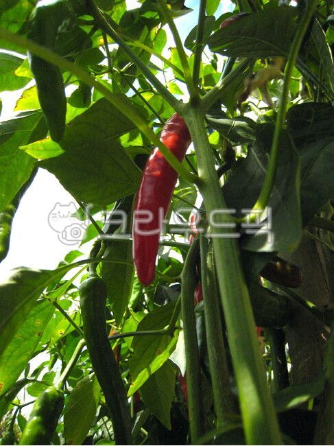 pepper,red pepper,redpepper,Taeyangcho pepper,birdseyechile,sunflower,redchilli,chilli