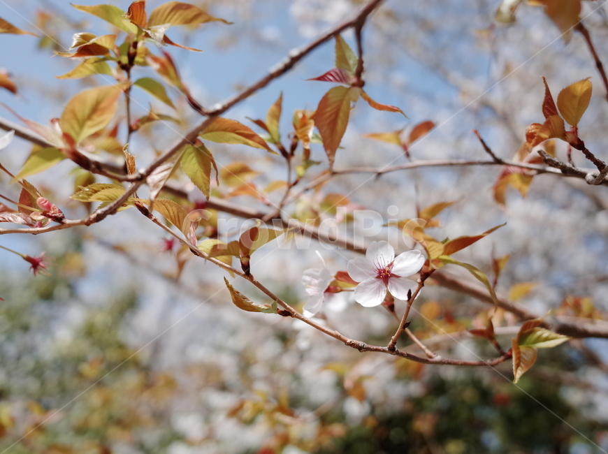 봄,벚꽃,꽃,봄꽃,하늘,나무,꽃나무,벚꽃나무,식물,계절,spring,flower,season,봄,계절,spring,season,식물,자연,plants,nature,꽃,flower,plant,leaf,잎
