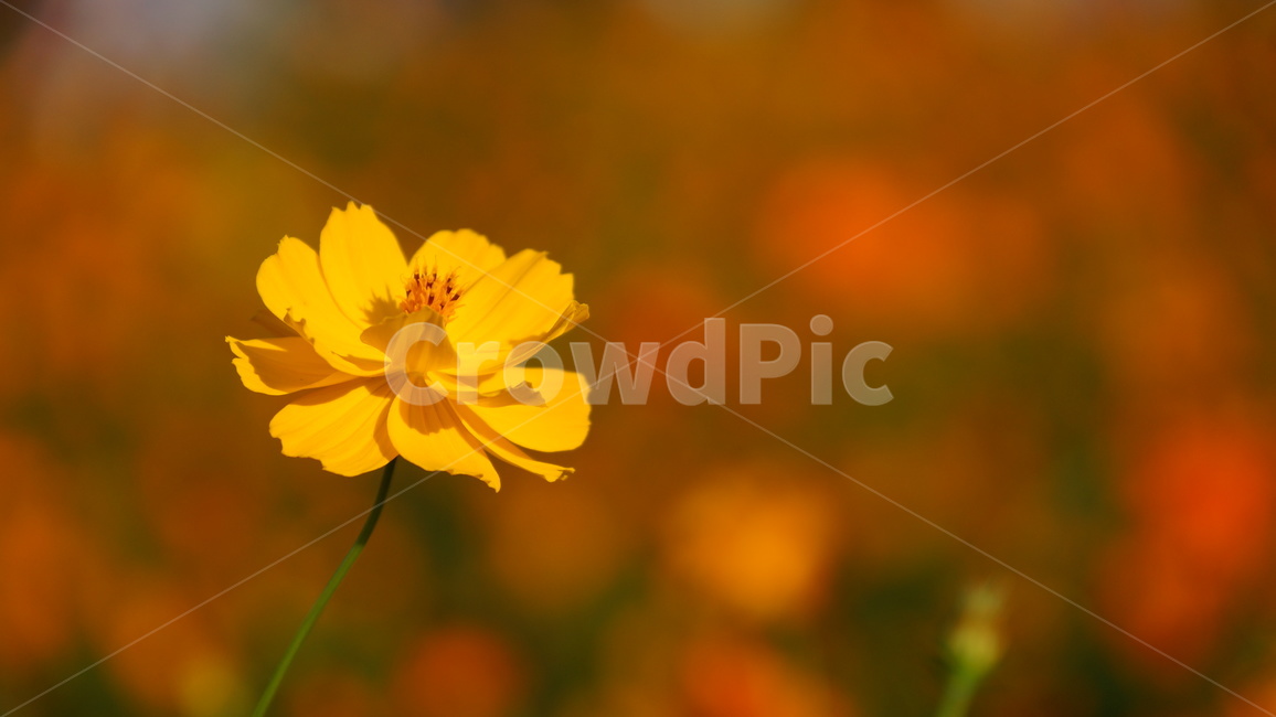 꽃,꽃길,코스모스,코스모스축제,식물,가을,계절,fall,autumn,season,식물,자연,plants,nature,꽃,flower,plant