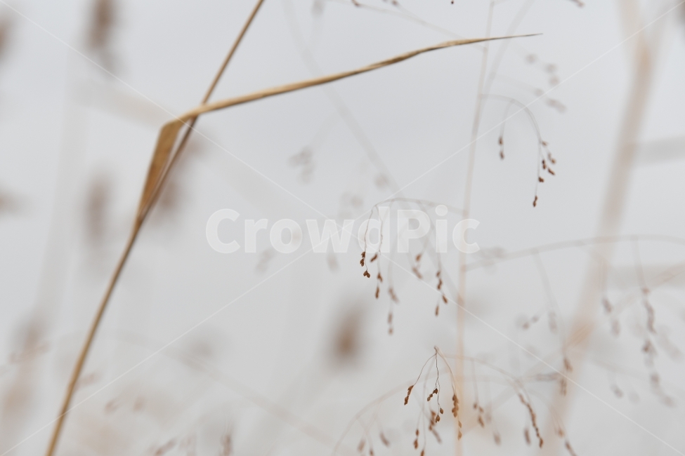 갈대,갈대밭,우음도,겨울갈대,길,풍경,강아지풀,겨울,계절,winter,season,식물,자연,plants,nature
