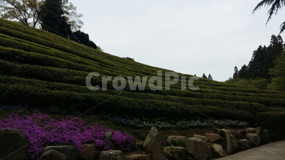 자연,옥외,녹차밭,하늘,풍경,경치,nature,outdoors,greentea,sky,scenery,landscape,농업,농사,agriculture,farming,farming industry