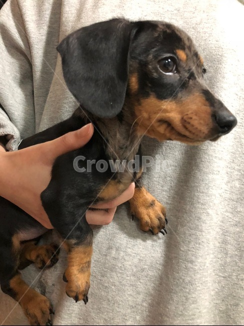 dog,puppy,닥스훈트,강아지,개,동물,animal,dachshund