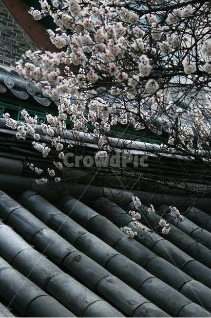 벚꽃,산책,봄,봄날,감성,spring,flower,풍경,식물,꽃,하얀,흰색,white,기와,한국,봄,계절,spring,season,한국전통,한국문화,korean traditional,korean culture,식물,자연,plants,nature,꽃,flower