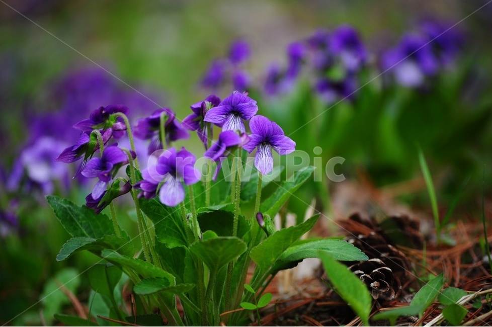 보라,제비,제비꽃,보라제비꽃,야생화,식물,자연,plants,nature,꽃,flower