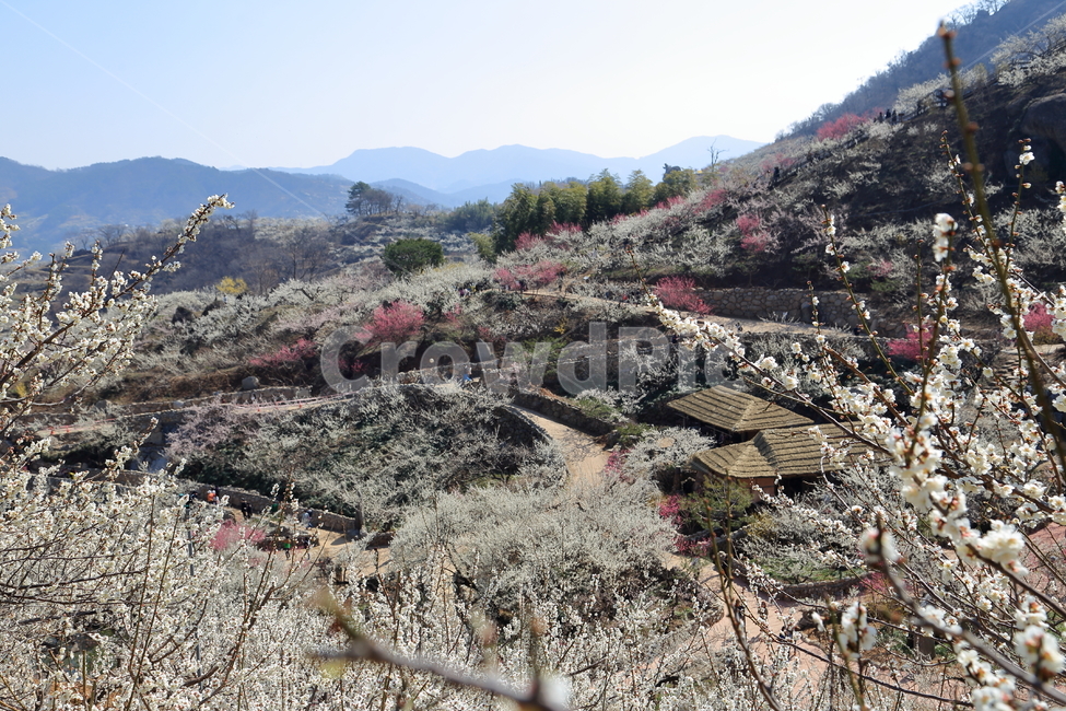 광양,광양벚꽃축제,벚꽃축제,섬진강,벚꽃풍경,봄,계절,spring,season,자연,풍경,nature,landscape,한국자연풍경,한국자연경관,korea nature landscape,outdoors,옥외