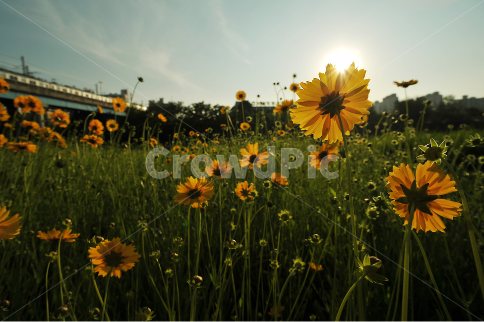 빛,꽃,봄,여름,계절,탄천,셋강,노랑,감성,식물,자연,plants,nature,꽃,flower