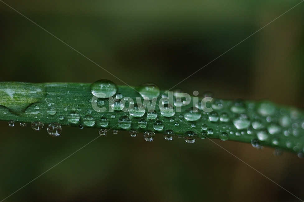 물방울,빗방울,이슬,자연,접사,풀잎,풀잎이슬,방울,구슬,초록,식물,자연,plants,nature