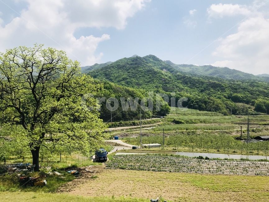 시골,산속,힐링,여유,푸른하늘,초록,녹색,나무,들판,구름,봄,두릅