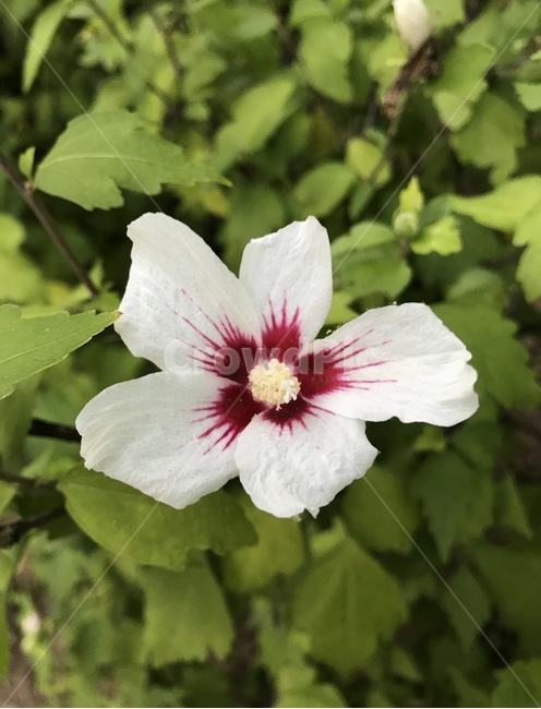 꽃,플라워,flower,자연,식물,식물,자연,plants,nature,꽃,flower