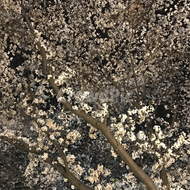 봄,봄야경,벚꽃,밤사진,봄사진,예쁜사진,아름다움,분위기좋은사진,정적인사진,봄,계절,spring,season,식물,자연,plants,nature,꽃,flower,plant,blossom,cherry blossom