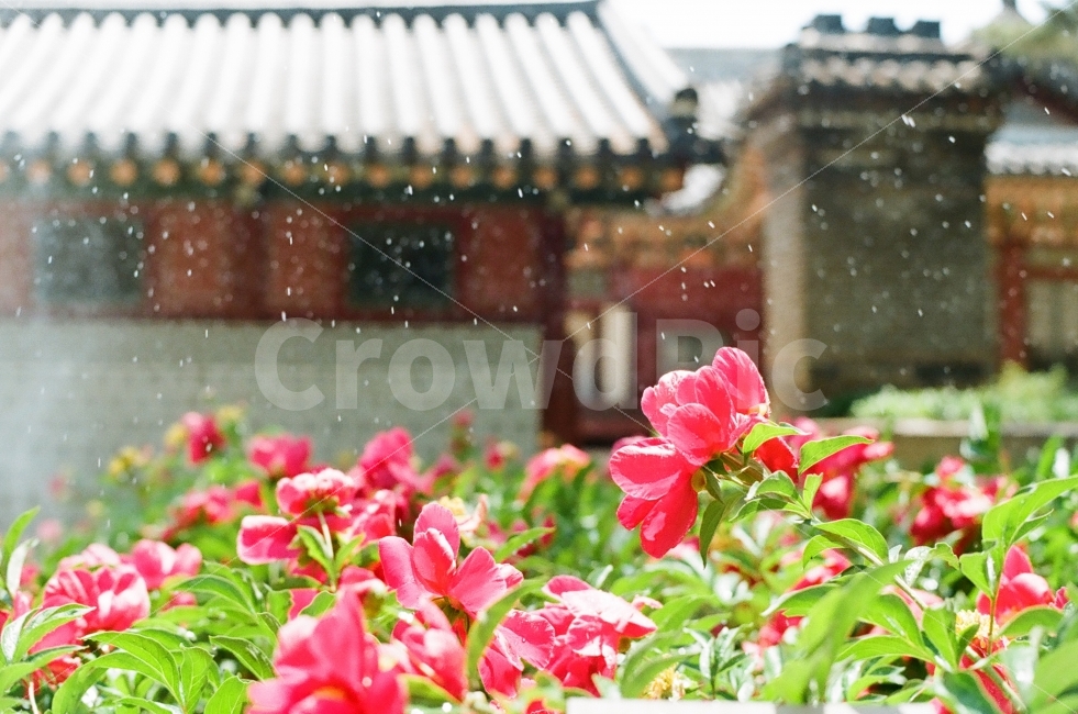 필름사진,꽃,작약,작약꽃,덕수궁,휴식,힐링,rest,relaxation,healing,한국전통,한국문화,korean traditional,korean culture,식물,자연,plants,nature,꽃,flower,감성,sensible,feeling