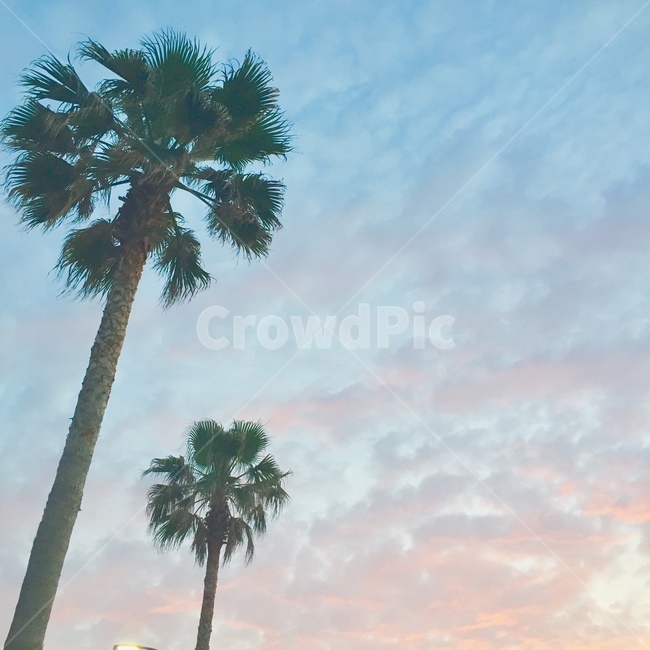 야자수,하늘,구름,나무,노을,자연,풍경,nature,landscape,tree,plant,식물,palm tree,summer,여름