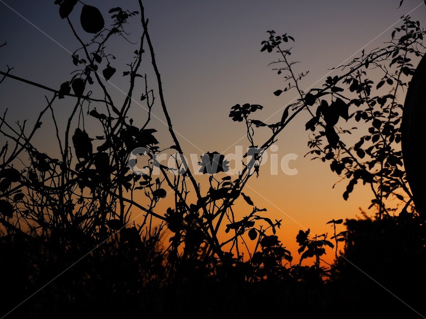 노을,꽃,장미,장미꽃,장미덩굴,식물,붉은노을,야경,밤,풍경,nightscape,night,landscape,식물,자연,plants,nature,꽃,flower,light,빛,flare,플레어,silhouette,실루엣,outdoors,옥외