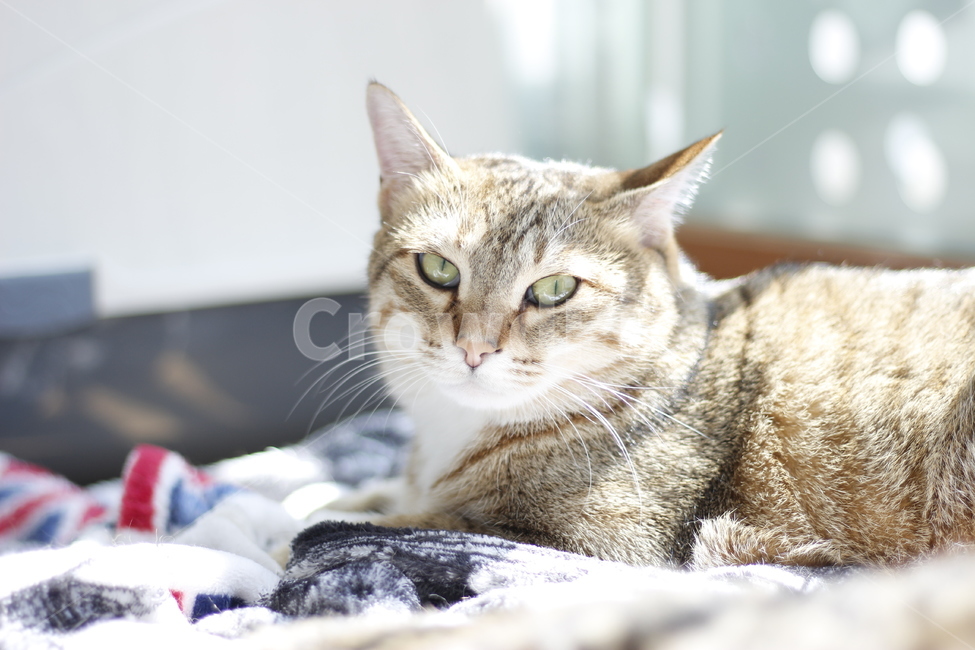 동물,고양이,반려동물,애완동물,반려묘,cat,pet,animal,kitten,길고양이,집사,코리안숏헤어,코숏,동물,animal,고양이,cat,kitten,kitty