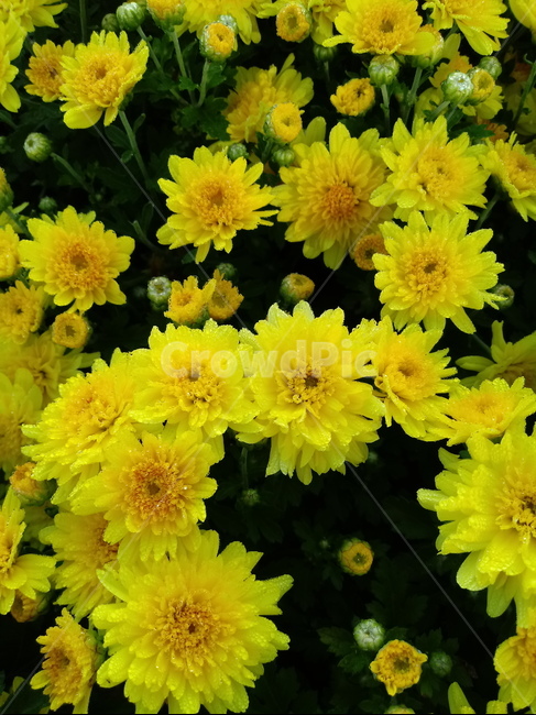 국화,꽃,식물,flower,plant,노란색꽃,식물,자연,plants,nature,꽃,flower