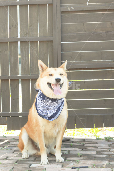 반려견,진돗개,황구,가족,동물,미소,동물,animal,포유류,mammal,개,강아지,dog,doggy