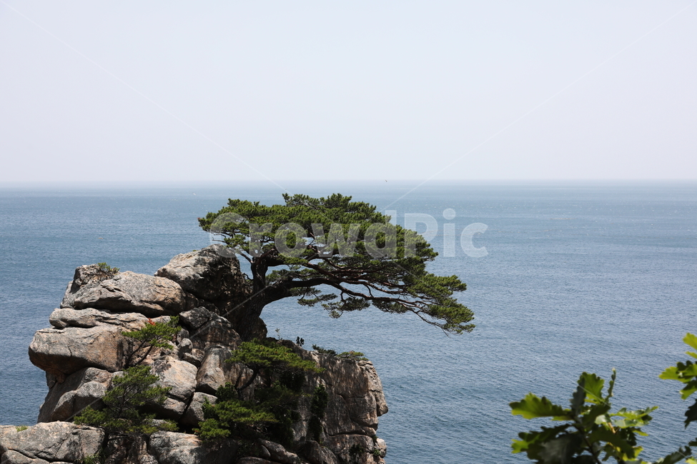하조대,소나무,바다,동해안,풍경,바위,자연,풍경,nature,landscape,한국자연풍경,한국자연경관,korea nature landscape,outdoors,옥외,land,땅,shoreline,해안선,water,물,ocean,대양,sea,promontory,곶,cliff,낭떠러지,coast,연안