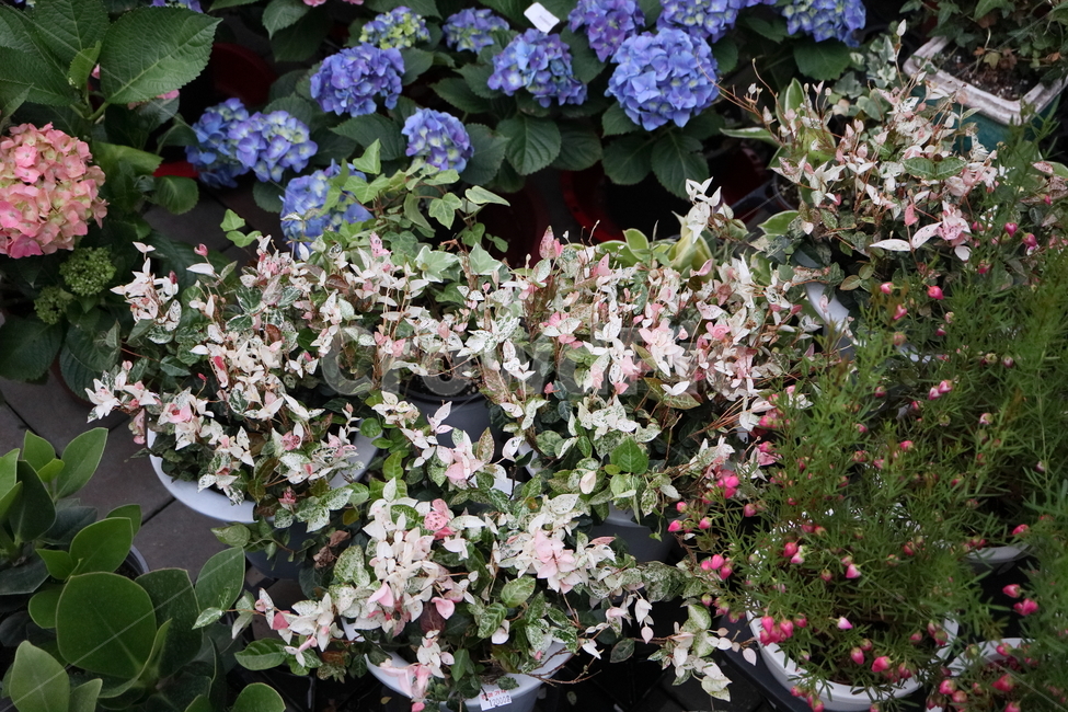 plant,식물,blossom,flower,꽃,무늬마삭줄,마삭줄,덩굴성관엽,yellowstarjasmine,협죽도과,잎보기식물,지피식물,토피어리,울타리