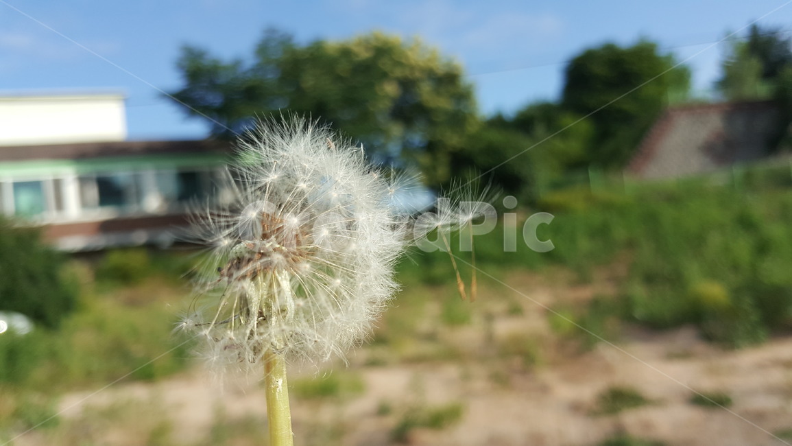 민들레,민들레홀씨,씨앗,식물,번식