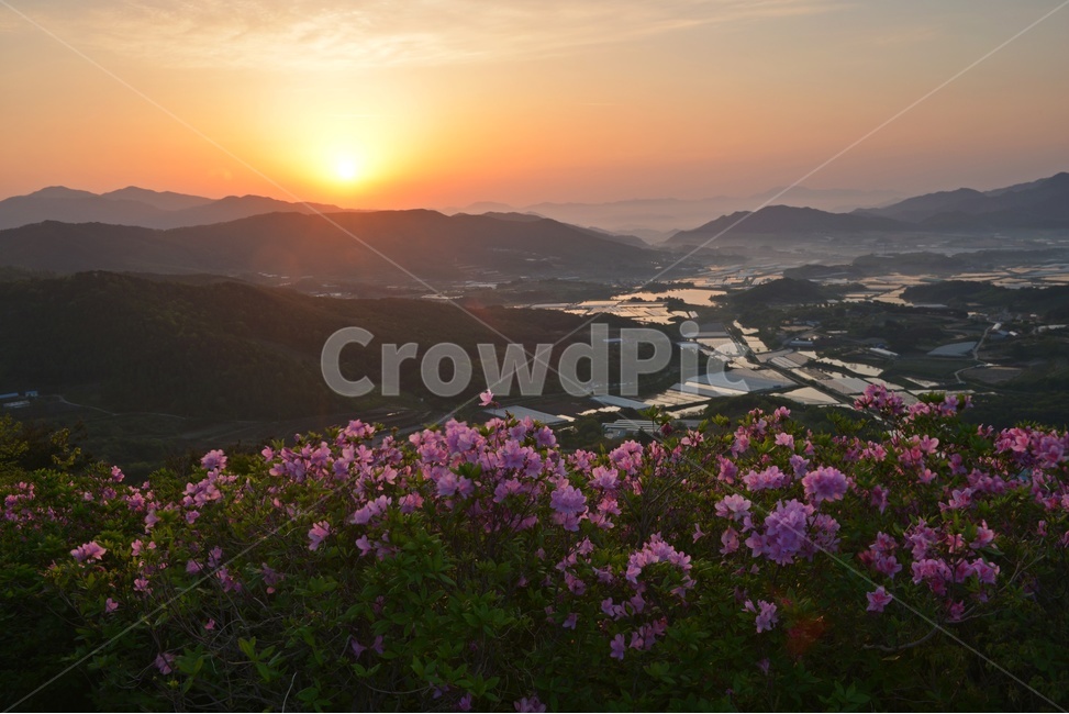plant,식물,blossom,전북,남원,봉화산,봉화산철쭉제,철쭉,철뚝꽃,철뚝제,봉화산아침,여명,일출,해돋이,flower,꽃,flare,플레어,light,빛,sunlight,햇빛,자연,outdoors,옥외,mountain,산,mountainrange,산맥,slope,경사