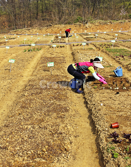 봄,밭,종자,흙,땅,농장,일,희망,아주머니,고랑,자연,spring,field,seeds,soil,ground,earth,farm,labor,hope,middleagedwoman,furrow,텃밭,도시텃밭,공동체텃밭,텃밭가꾸기,텃밭일구기,텃밭만들기,밭갈기,토양,작업,경작,취미,주말농장,텃밭이름표,근로,협동,아르바이트,노동,상일동,이랑,두둑,세로촬영,농원,농가,농촌,농사,보람,물뿌리개,재배,채소밭,맑음,여가,오후,파트타이머,일용근로자,30대,2명,품삯,허리굽힘,채소,유기농,야채,고무장갑,나무,농업,농사,agriculture,farming,farming industry