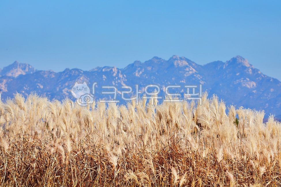 억새밭,억새,억새꽃,가을,파란하늘,푸른하늘,하늘,계절,자연,풍경,식물,하늘공원,상암하늘공원,10월,11월,공원,야외,silvergrass,autumn,bluesky,sky,season,nature,landscape,plant,skypark,sangamskypark,october,november,park,outdoor,북한산,산,산능선