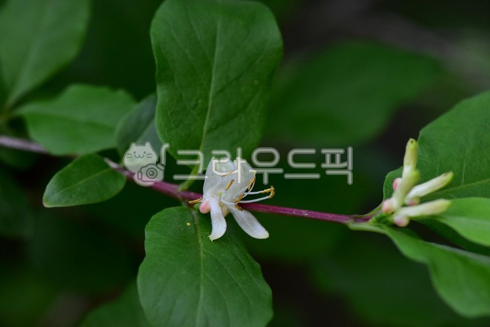 blue fire tree,summer,spring,healing,ecology,plants,season,light yellow,Emotion,mountain flower,nature,tree,woody,flower,wildflowers,background,plant,wild flowers,wild,summer flowers