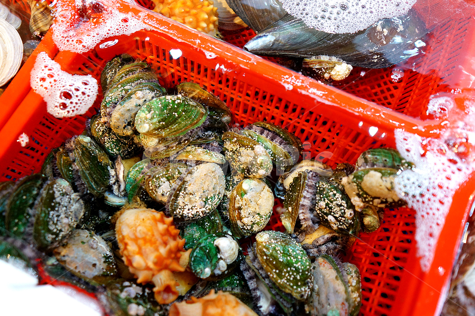 생물조개,멍개,수산물,해산물,조개,술안주,수산물,해산물,fishery products,seafood