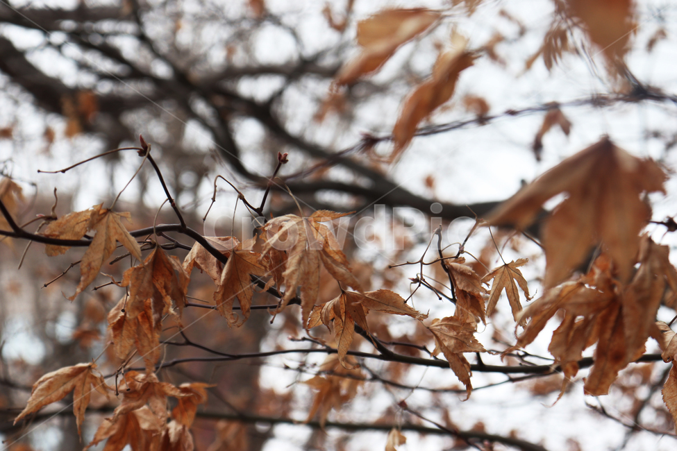 가을,잎,낙엽,식물,나무,leaf,plant,tree,fall,autumn,쓸쓸함,갈색,brown,가을,계절,fall,autumn,season