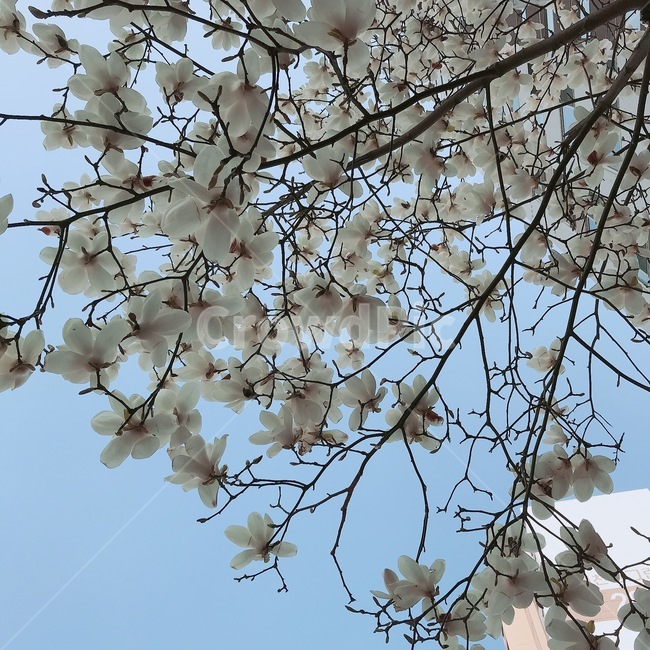 봄,목련,꽃,풍경,흰꽃,나무,하늘