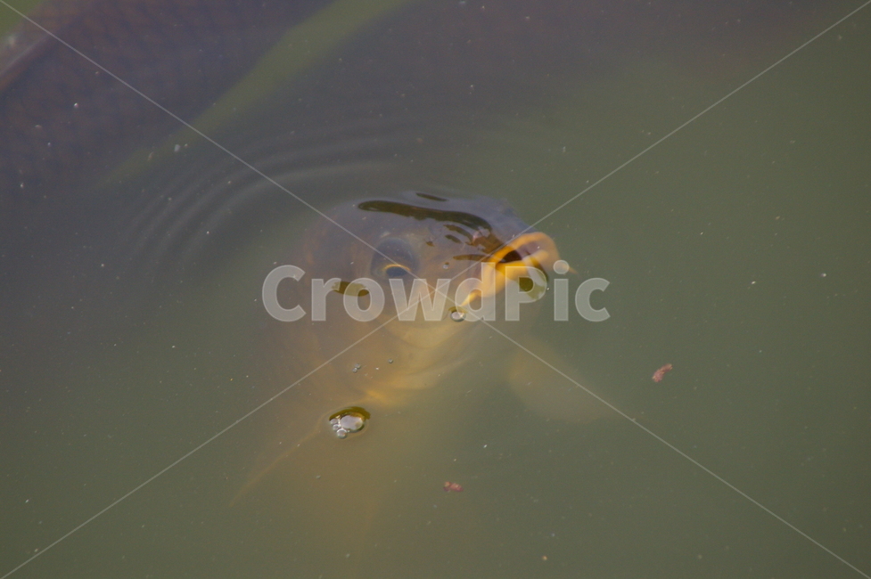 water,물,aquatic,물의,fish,물고기,animal,동물,잉어