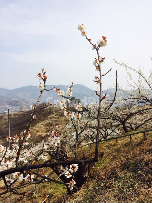 벛꽃,근접샷,줌인,나무,벛꽃잎,만개,봄,벛꽃놀이,fresh,zoomin,풍경
