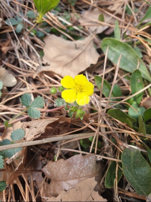 들꽃,꽃,식물,plant,blossom,flower,봄,spring