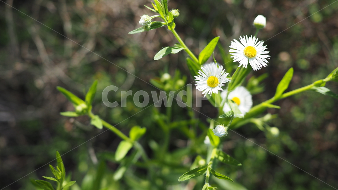 야생화,꽃,아웃포커스,하얀꽃,flower,white,wildflower