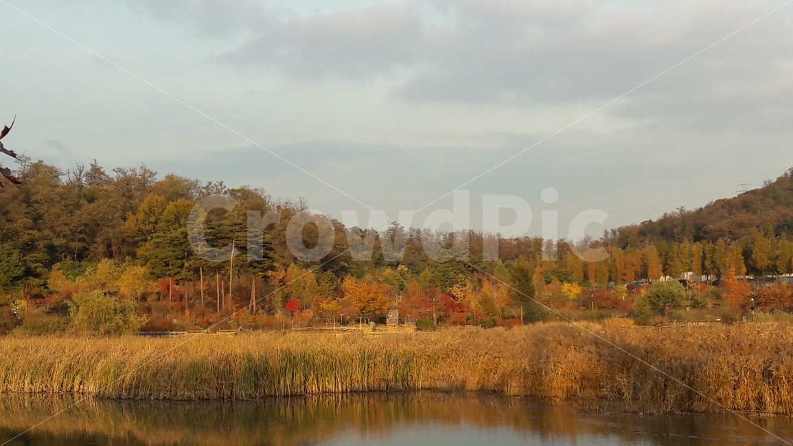 수목원,가을,나무,단풍,호수,가을,계절,fall,autumn,season,자연,풍경,nature,landscape,water,물,land,땅,outdoors,옥외