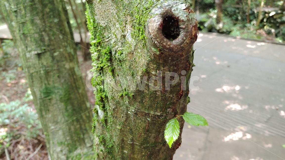 제주도숲,이끼,잎새,자연,aleaf,나무,tree