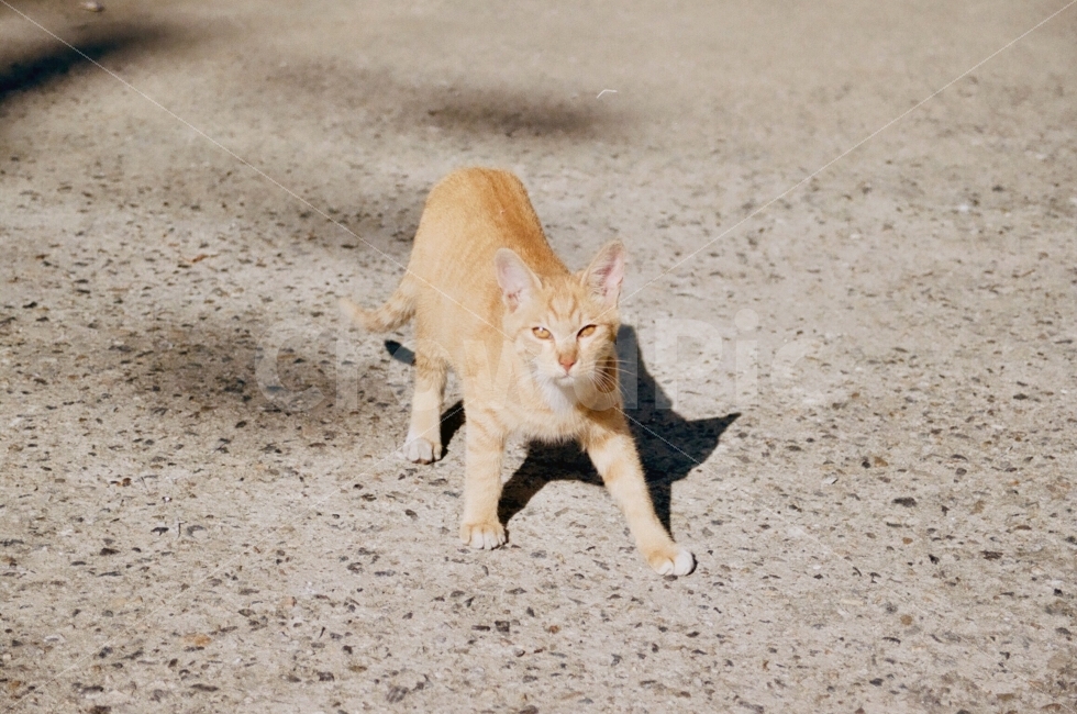 동물,고양이,animal,cat,길거리,street,포유류,동물,animal,포유류,mammal,고양이,cat,kitten,kitty,감성,sensible,feeling