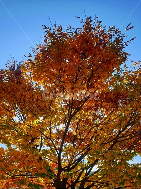 leaf,잎,plant,식물,tree,나무,maple,단풍,가을,계절,fall,autumn,season