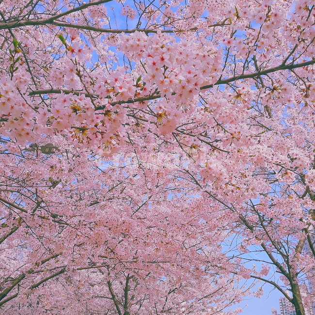 plant,식물,꽃,blossom,cherryblossom,벚꽃,분홍,pink