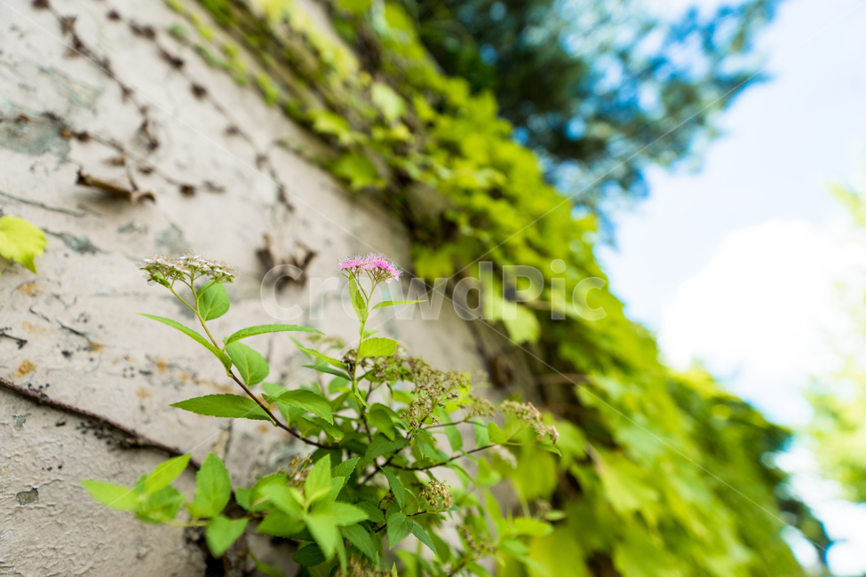 식물,여름,꽃,덩쿨,담장,벽,나뭇잎,담쟁이,식물,자연,plants,nature