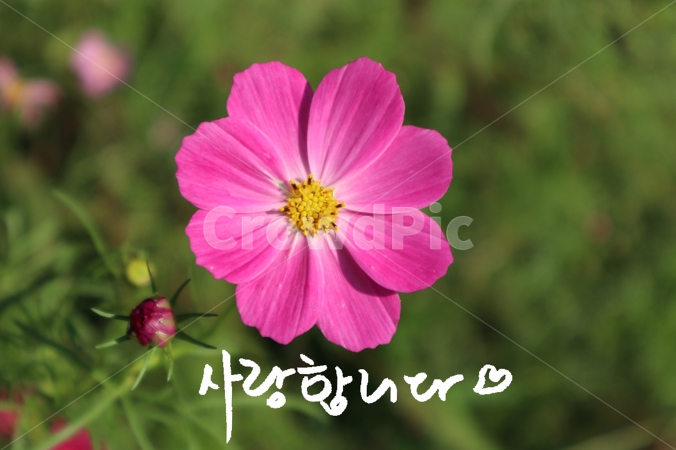사랑,사랑합니다,프로포즈,꽃,캘리그라피,고벡,propose,식물,자연,plants,nature,꽃,flower,캘리그라피,손글씨,calligraphy